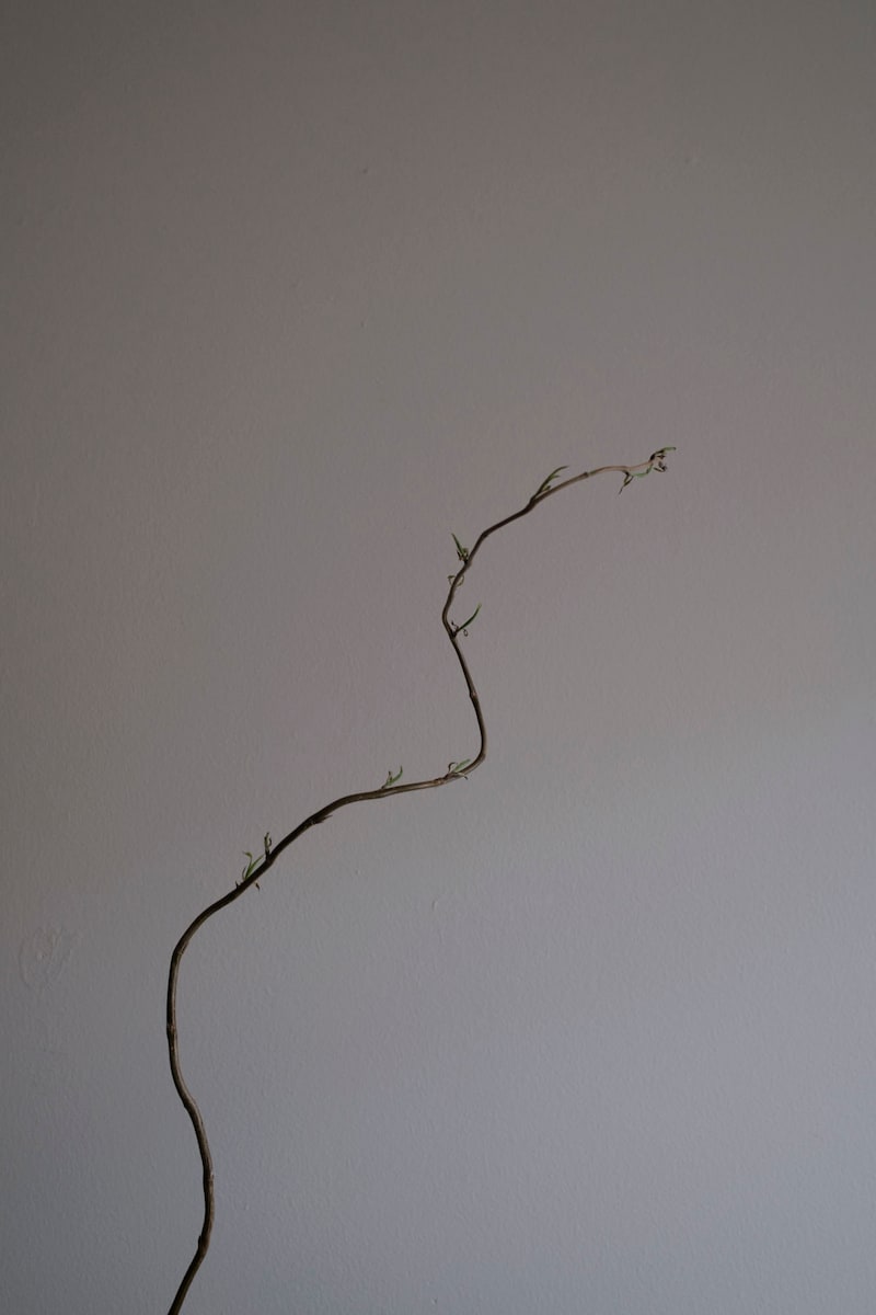 今月の写真家、今日の一枚。山崎 智世 vol.11