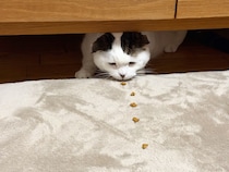 背に腹はかえられぬ……。【いなほ、オレ物語。】