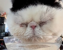 下顎ドボンがお気に入り。【おちょこ、ぽのぽのだより。】