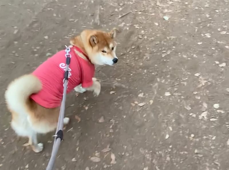 なんだかドッグランに背を向けるぼく。ドッグランは、気分じゃない？