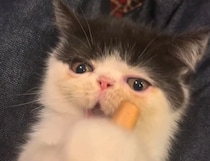 歯のムズムズ対処法。【ちろり、スターへの道のり。】毎日更新中。