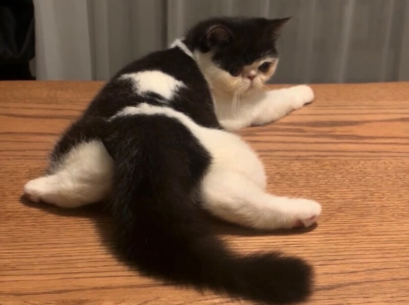 背中のお星様が現れた日。【ちろり、スターへの道のり。】毎日更新中。