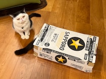 お父ちゃんの優しい嘘。【ちろり、スターへの道のり。】毎日更新中。