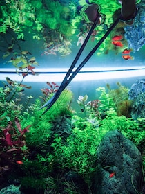 水草水槽の始め方。写真と文：タナカカツキ (マンガ家) #3