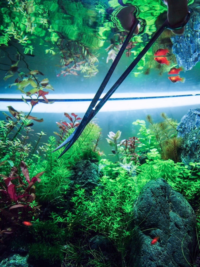 水草水槽の始め方。写真と文：タナカカツキ (マンガ家) #3