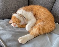 昼寝中は、お静かに。【とろろ、もふもふDays。】