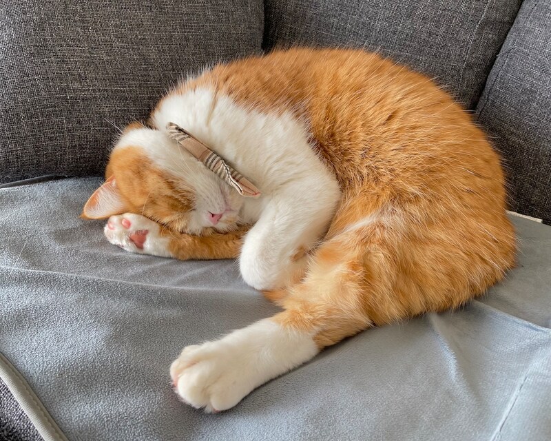 昼寝中は、お静かに。【とろろ、もふもふDays。】