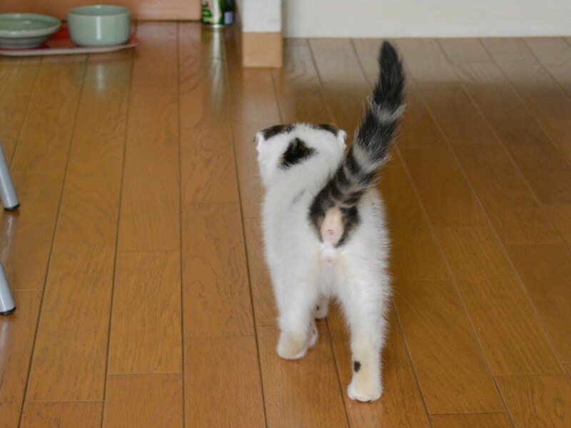 お尻に毛がなかった理由は?【いなほ、オレ物語。】