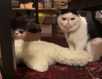 たまには遊んでほしいのよ。【ちろり、スターへの道のり。vol.17】