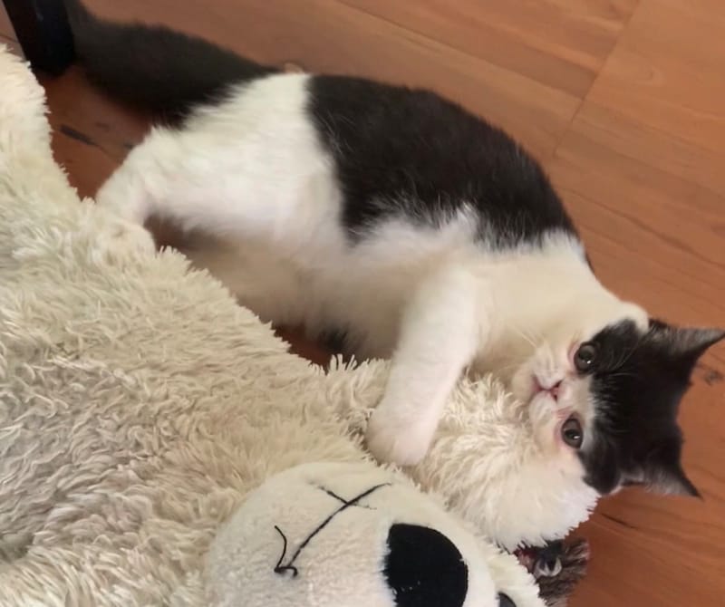 しろくま、意外といい感じ。【ちろり、スターへの道のり。】毎日更新中。