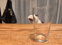 もしかして、遊んでません？【おちょこ、ぽのぽのだより。】