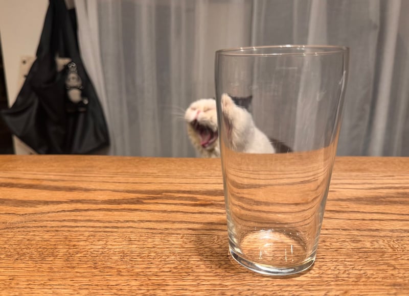 もしかして、遊んでません?【おちょこ、ぽのぽのだより。】