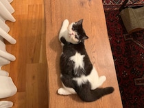 今日のお星さまの調子は？【ちろり、スターへの道のり。vol.19】