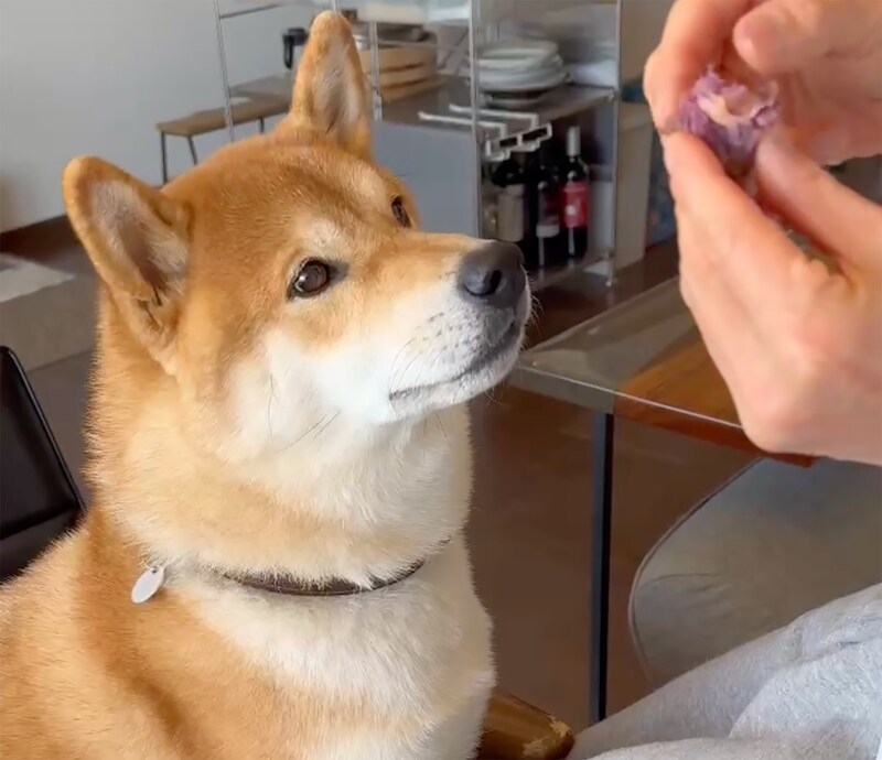 焼き芋おいしいね〜。ぼくの冬の夢。