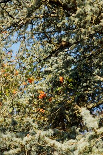 今月の写真家、今日の一枚。山崎 智世 vol.21