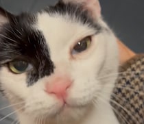 兄ねこの意地は、出迎えで。【〈LOISIR〉デザイナー・前田敬子による、保護猫・えいたと暮らす日常。】