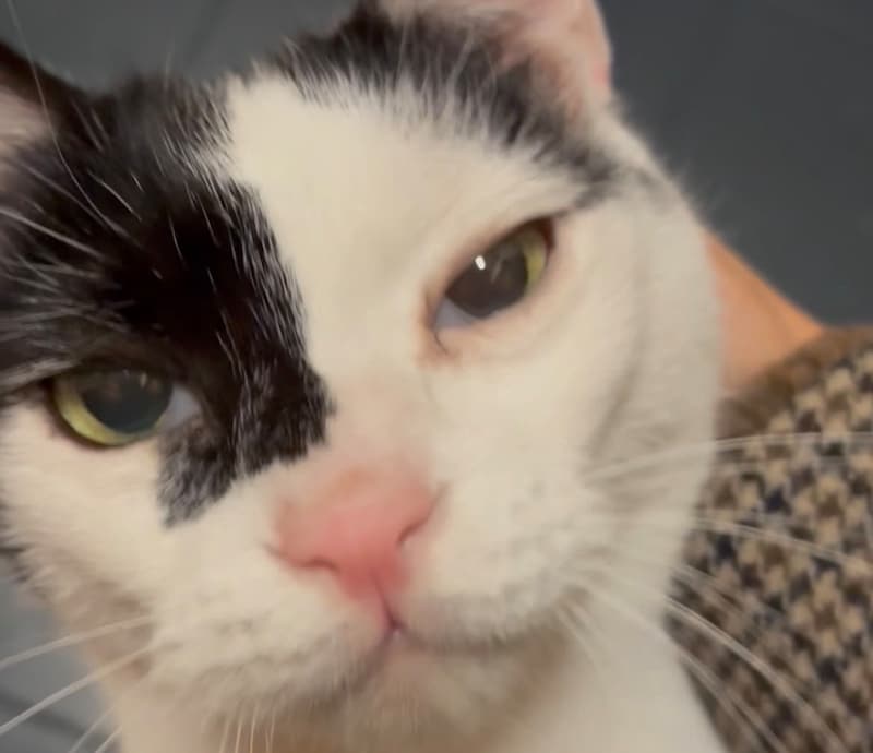 兄ねこの意地は、出迎えで。【〈LOISIR〉デザイナー・前田敬子による、保護猫・えいたと暮らす日常。】