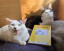 人気ねこパンチョの連載が1日限りのリバイバル。愛すべき二匹のねこの日常が詰まった四コママンガ『白黒猫のパンチョとガバチョ』。