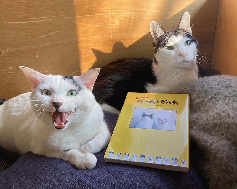 人気ねこパンチョの連載が1日限りのリバイバル。愛すべき二匹のねこの日常が詰まった四コママンガ『白黒猫のパンチョとガバチョ』。