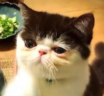 これが、アイドルの得意技よ。。【ちろり、スターへの道のり。】毎日更新中。