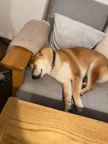 じゃっかんホラーです。かーちゃんは「かわいい」、ぼくは困惑。