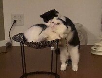 やさしいげんこつ。【ちろり、スターへの道のり。vol.23】