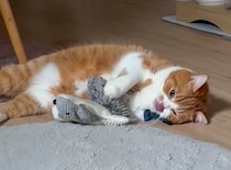 僕流、大好きアピール。【とろろ、もふもふDays。vol.168】