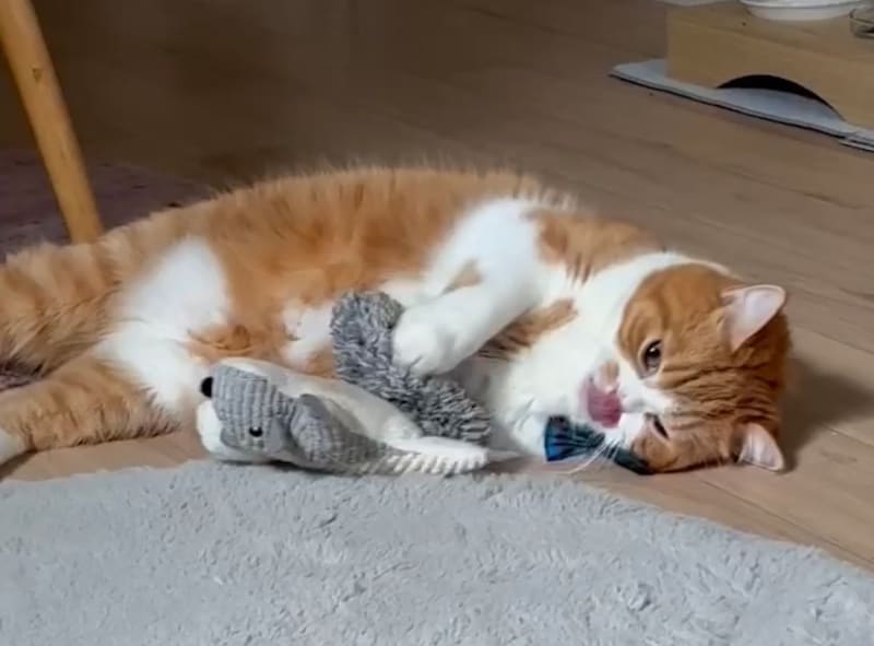 僕流、大好きアピール。【とろろ、もふもふDays。vol.168】