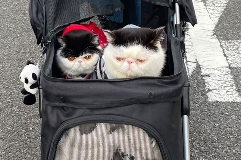 本日もアイドル修行。【ちろり、スターへの道のり。vol.24】