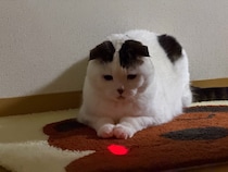 遊んであげてるのはどっち？【いなほ、オレ物語。vol.271】