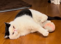 父親になってもやめられないこと。【おちょこ、ぽのぽのだより。】