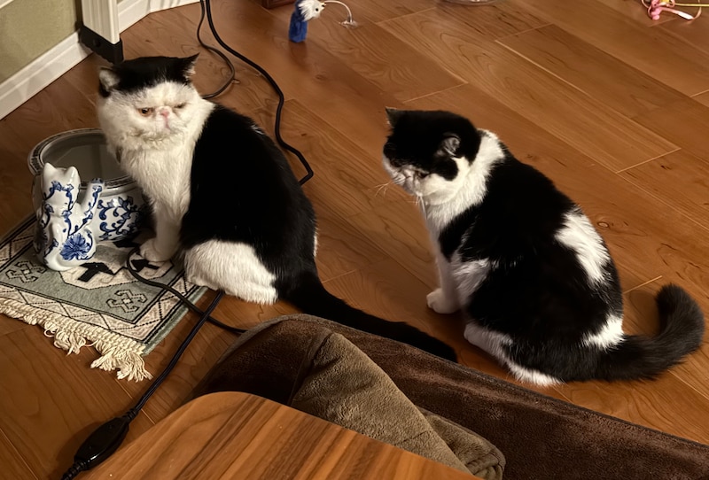 アイドルのたしなみ？【ちろり、スターへの道のり。vol.26】