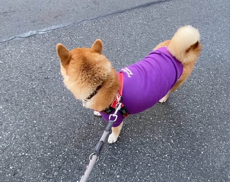 いろいろ気になるウォーキング。お散歩は、社会勉強。