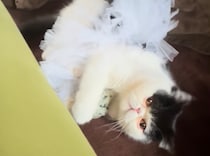 アイドル衣装も素敵でしょ。【ちろり、スターへの道のり。】毎日更新中。