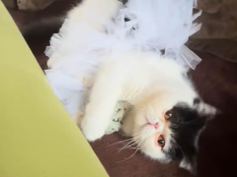 アイドル衣装も素敵でしょ。【ちろり、スターへの道のり。】毎日更新中。