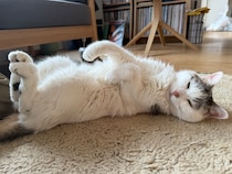 「ねこと暮らす」エッセイ連載がスタート。今月は文筆家・麻生要一郎さんと愛猫チョビのお話を。