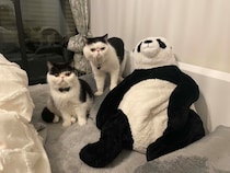 まだまだ修行は続くのよ！【ちろり、スターへの道のり。】最終回はこちらから。