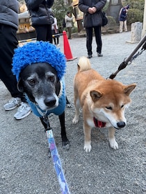 「ハルくん、豆まきを初体験。福は〜うち〜。」福は〜うち〜！…のはずが、グゥーフィーは被り物で無の境地。豆だけが元気に飛んでました。