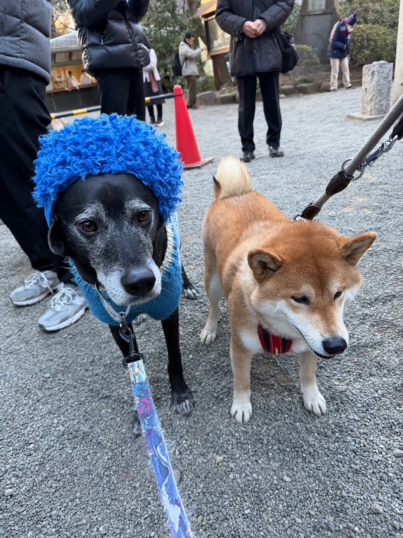 「ハルくん、豆まきを初体験。福は〜うち〜。」福は〜うち〜！…のはずが、グゥーフィーは被り物で無の境地。豆だけが元気に飛んでました。