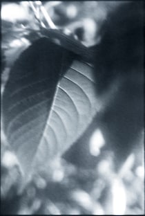 今月の写真家、今日の一枚。原田 真治 vol.3