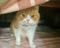 こたつの楽しみ方。【とろろ、もふもふDays。】