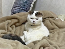 怒っているわけではありません。【いなほ、オレ物語。】