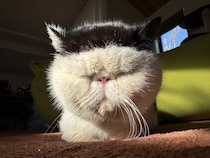 どの前髪がお好き？ 【おちょこ、ぽのぽのだより。】