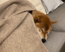 「寒い夜には毛布を被るのです。」 うつらうつらしてたら、かーちゃんの毛布がそっと降ってきました。ぼく、即・就寝モードに入りました。