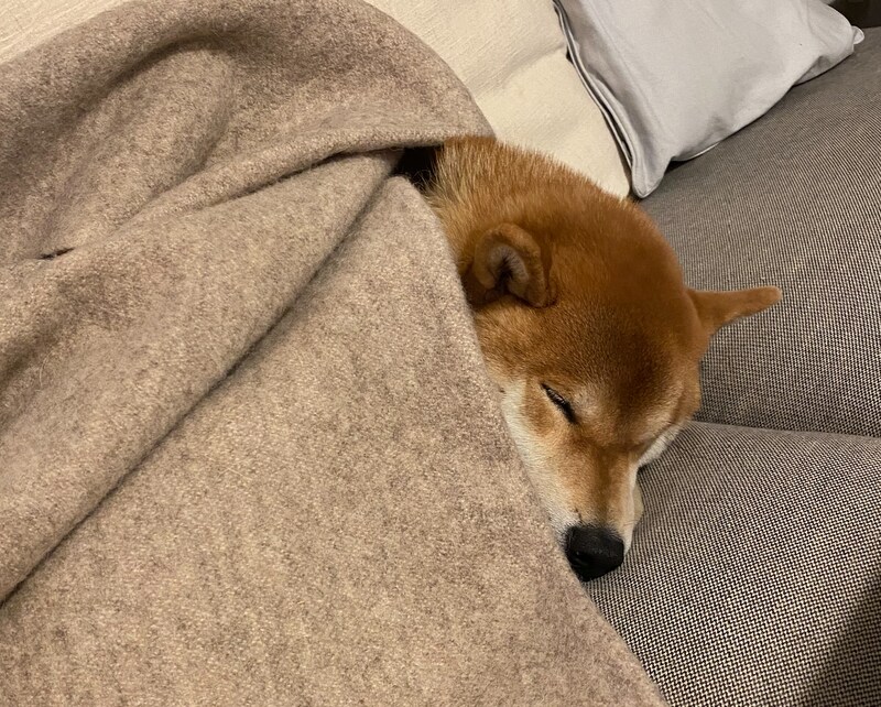 「寒い夜には毛布を被るのです。」 うつらうつらしてたら、かーちゃんの毛布がそっと降ってきました。ぼく、即・就寝モードに入りました。