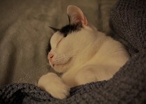 寝るときは、人間化？ 【〈LOISIR〉デザイナー・前田敬子による、保護猫・えいたと暮らす日常。】