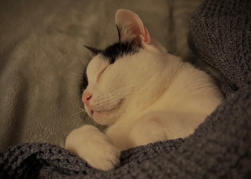 寝るときは、人間化？ 【〈LOISIR〉デザイナー・前田敬子による、保護猫・えいたと暮らす日常。】