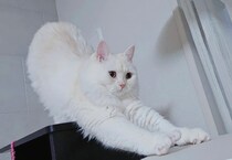 ねこの日にインスタグラムで投稿募集した「だって、ねこだもん」。かわいいねこたちが集合しました！