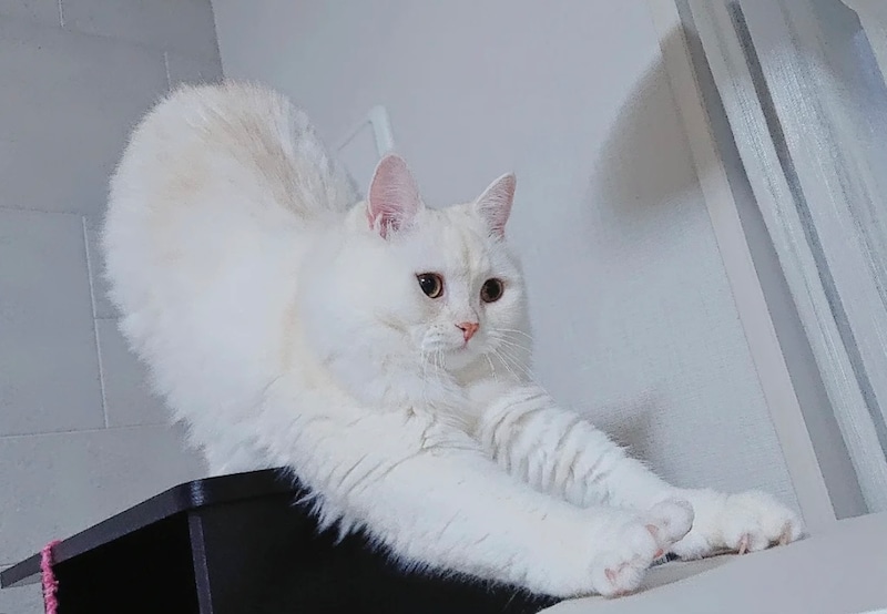 ねこの日にインスタグラムで投稿募集した「だって、ねこだもん」。かわいいねこたちが集合しました！