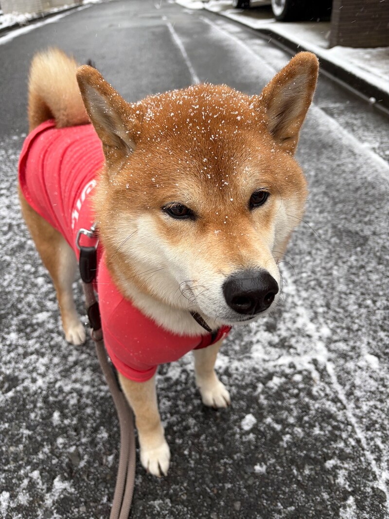 「雪の日、ぼくは揚げパンになります。」 粉砂糖まみれで帰宅して、あとはぬくぬく床暖房でヘソ天へ進化。揚げパン、じんわり解凍中です。